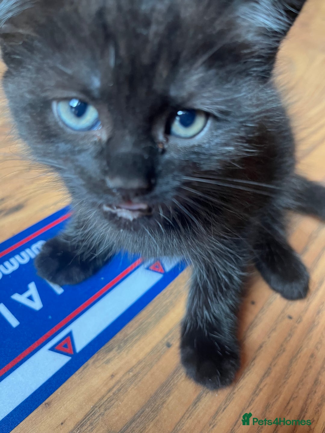 British Shorthair cats for sale: Two beautiful girl cats mum grey short haired  - Image 3