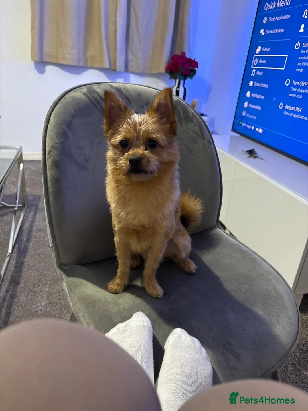 Mixed Breed dogs for sale: Chappie  - Advert 1
