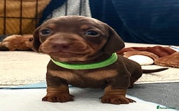 Miniature Dachshund dogs for sale: Miniature Dachshunds  - Image 9