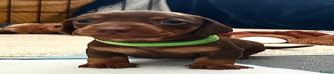 Light Choc & Tan (Green) 