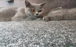 British Shorthair cats for sale: Blue British Shorthair 🐈‍⬛ - Image 14
