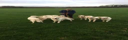 Golden Retriever dogs for sale: KC reg Golden retriever puppies 5* licence - Advert 10