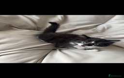 Mixed Breed cats for sale: Beautiful Mixed Breed Kitten  - Image 15
