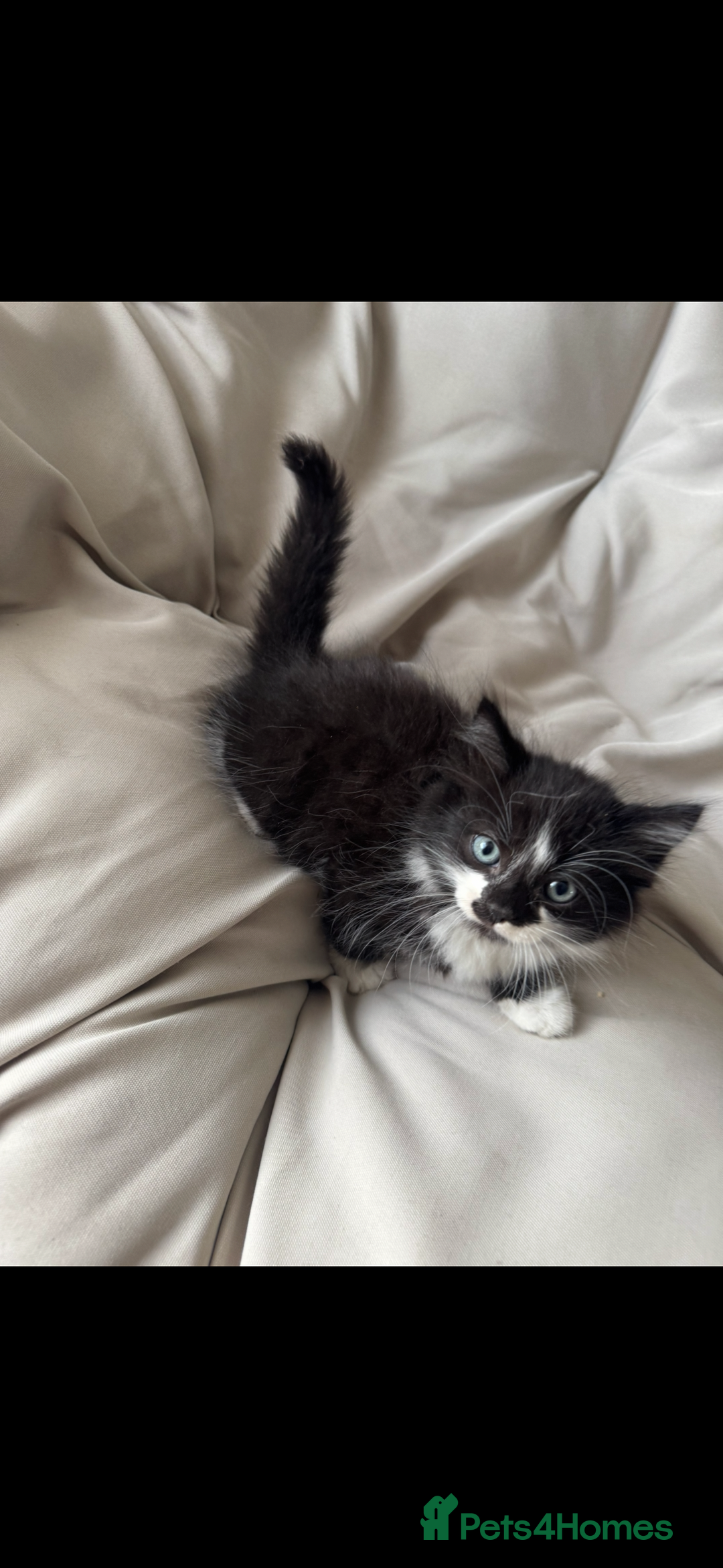 Mixed Breed cats for sale: Beautiful Mixed Breed Kitten  - Image 15
