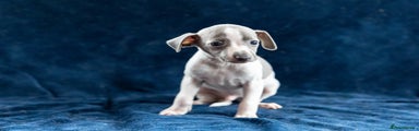 Italian Greyhound Puppy 3