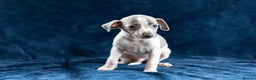 Italian Greyhound dogs for sale: READY TO GO IN 5 DAYS  - Advert 33
