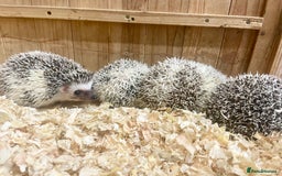 Pygmy Hedgehog rodents for sale: Baby African Pygmy Hedgehog Babies Ready Now  - Advert 3