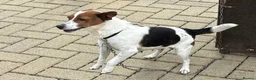 Jack Russell dogs for sale: Jack Russell puppy  - Advert 2