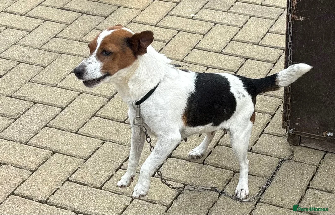Jack Russell dogs for sale: Jack Russell puppy  - Advert 2