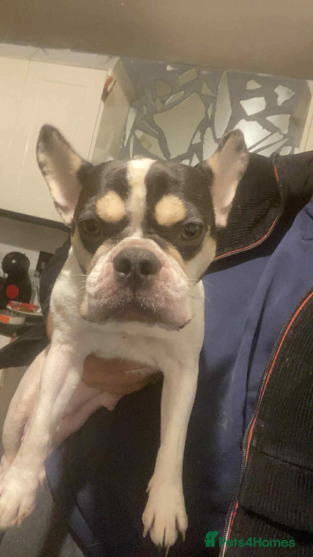 French Bulldog dogs for sale: 2 Boys frenchbulldogs in Doncaster - Advert 1