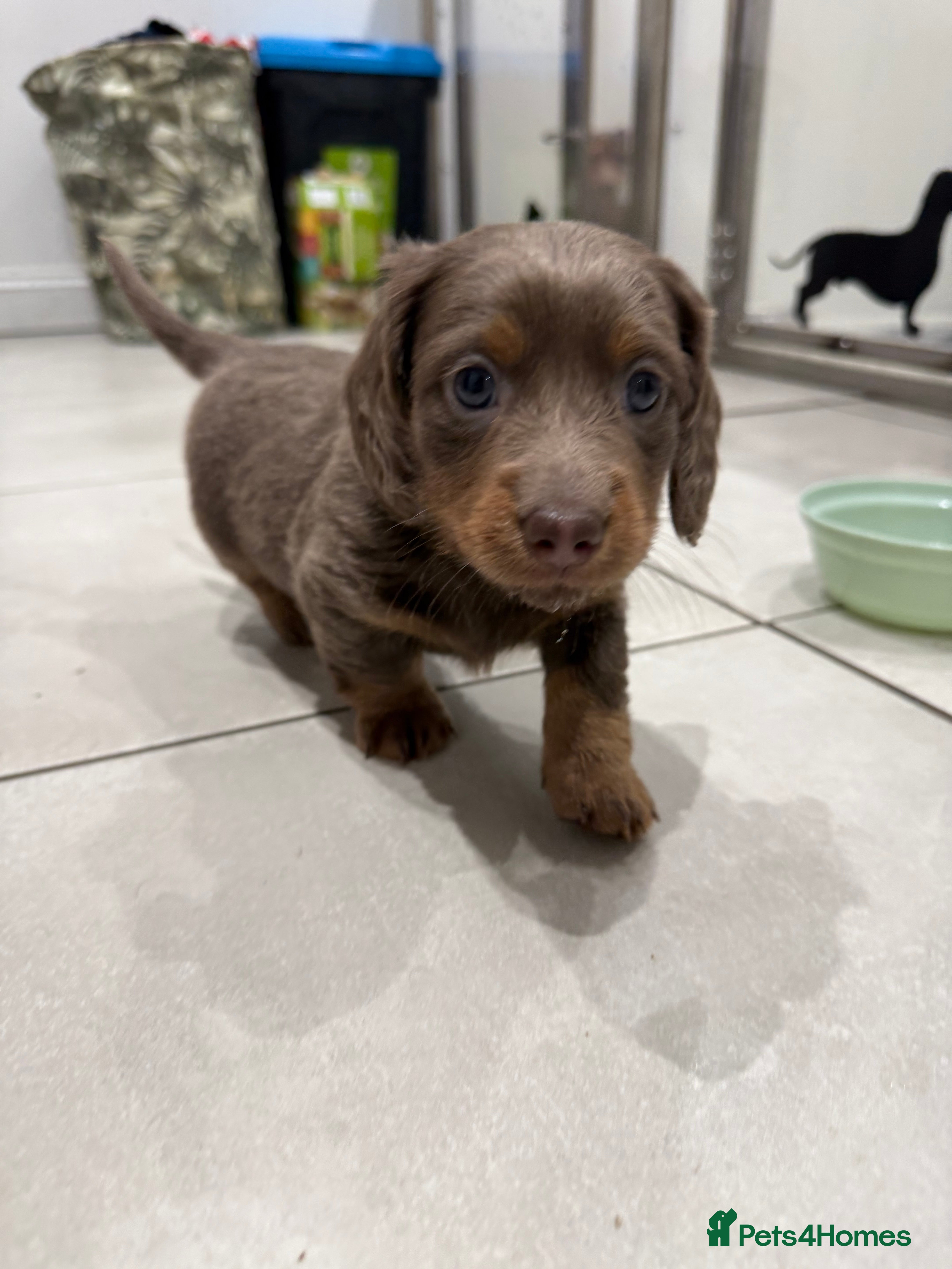 Miniature Dachshund dogs !!1 BOY LEFTBeautiful Long Hair Mini Dachshunds!! - Advert 5