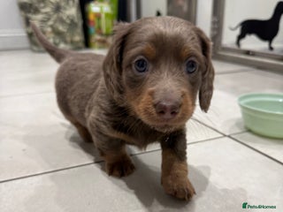 Miniature Dachshund dogs !!1 BOY LEFTBeautiful Long Hair Mini Dachshunds!! - Advert 5
