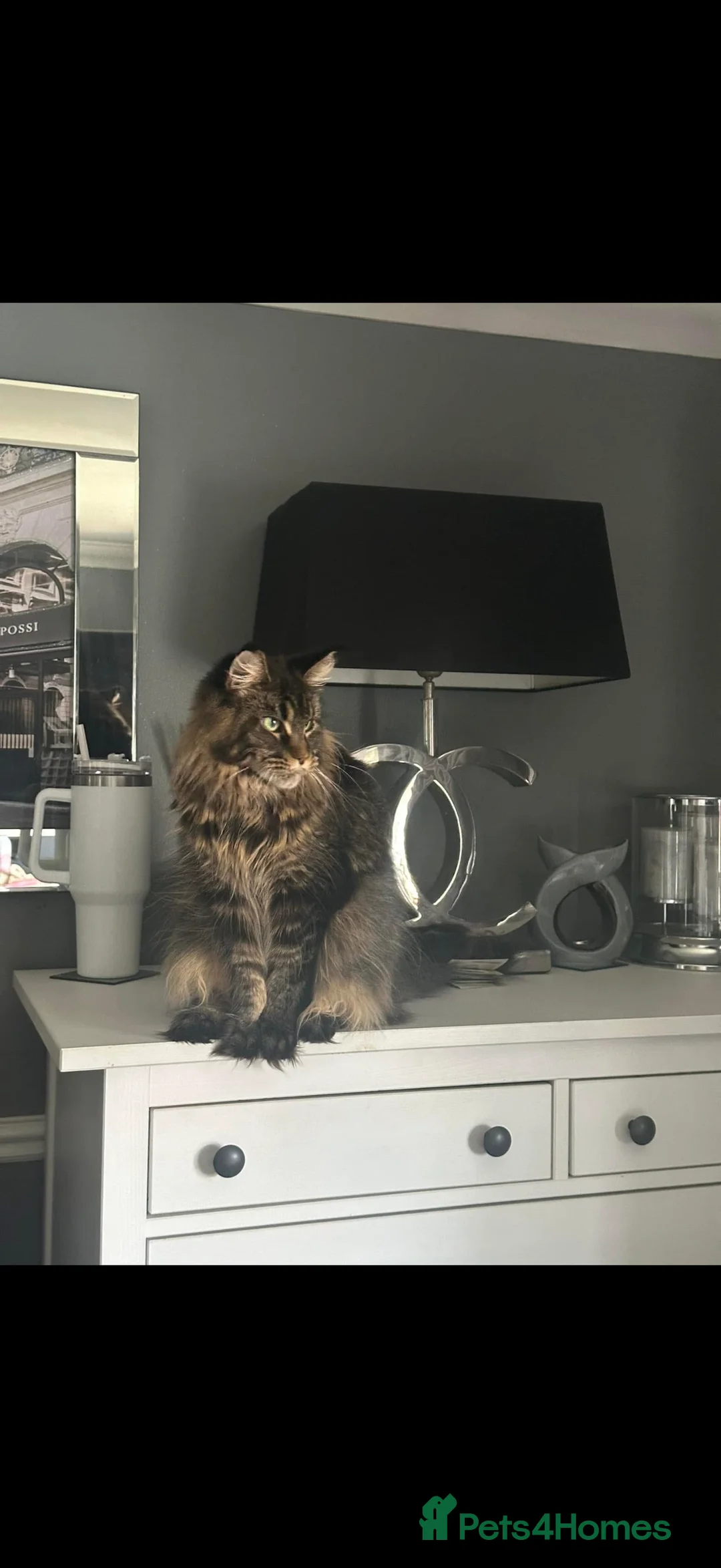 Maine Coon cats for sale: Stunning Litter Of Maine Coon Kittens  - Advert 2