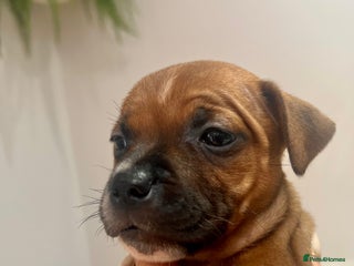 Staffordshire Bull Terrier dogs - Advert 2