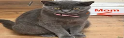 British Shorthair cats for sale: British Shorthair adorable Kittens Available 🤗 - Advert 4