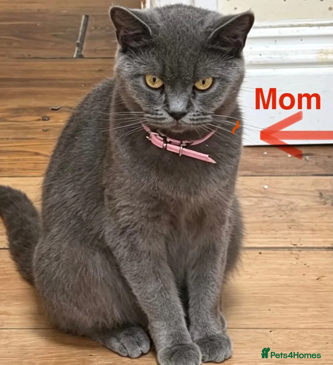 British Shorthair cats for sale: British Shorthair adorable Kittens Available 🤗 - Advert 4