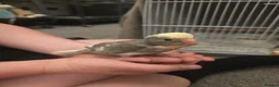 Parakeets birds for sale: Kakariki babies  - Advert 28