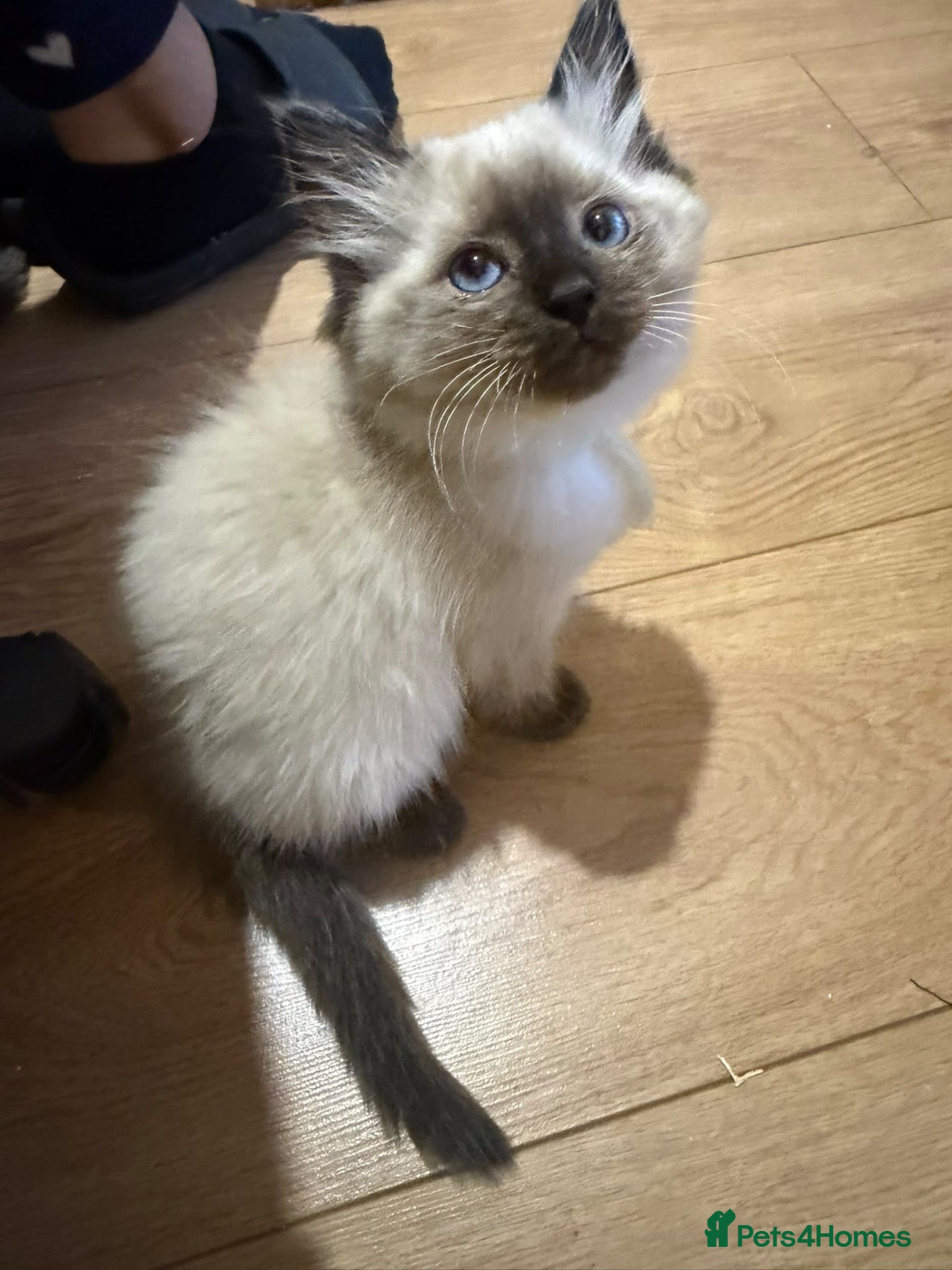 Ragdoll cats Rag doll  - Advert 2