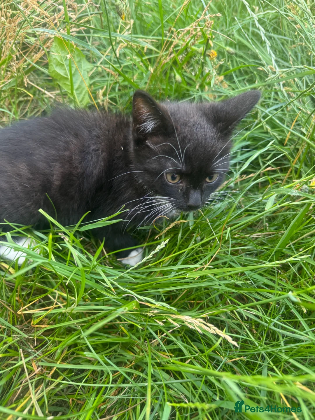 Mixed Breed cats for sale: One little boy look for nice family  - Advert 7