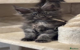 Maine Coon cats for sale: Precious little babies ❤️💙 - Image 12