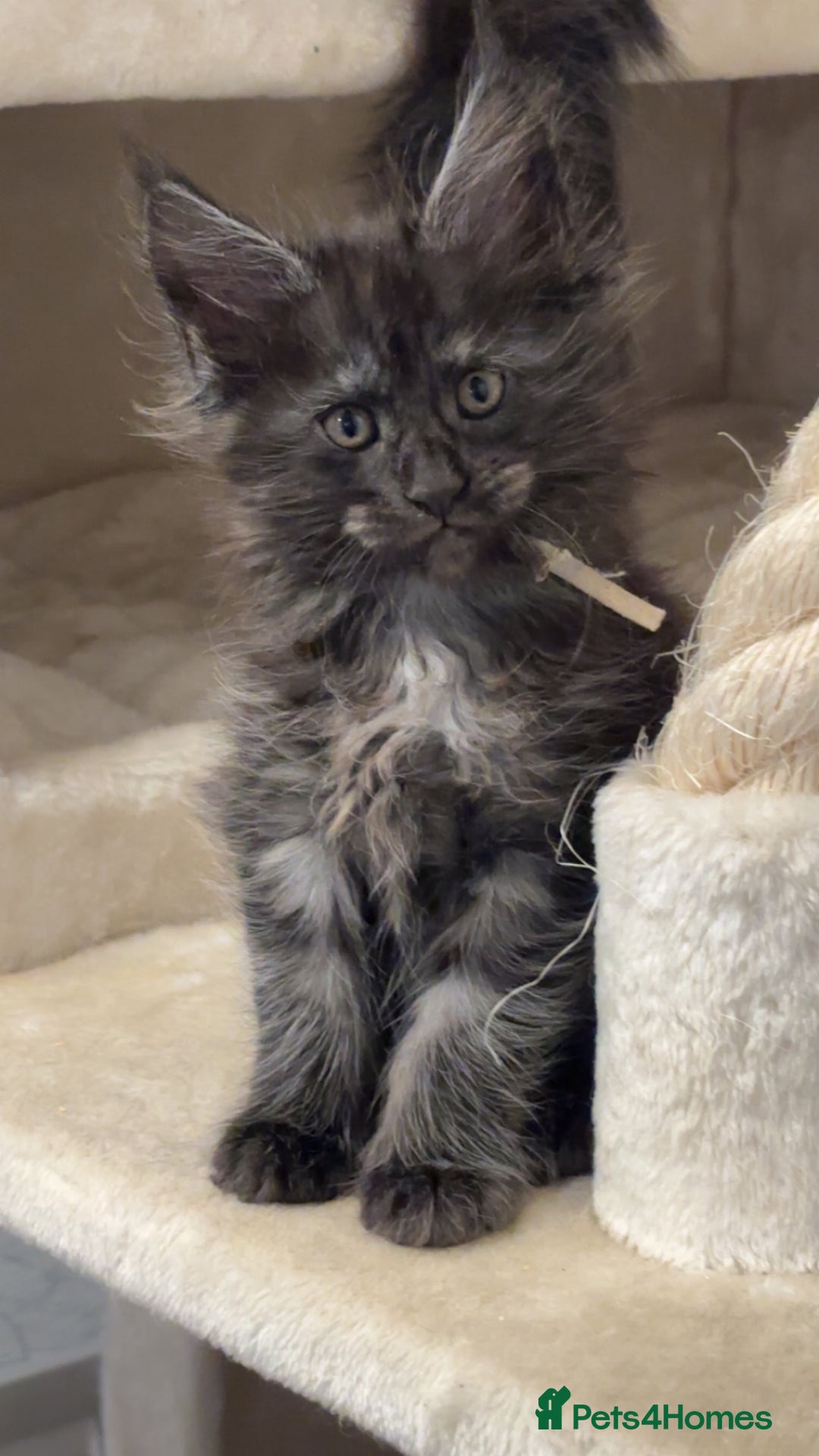 Maine Coon cats for sale: Precious little babies ❤️💙 - Image 12
