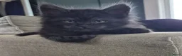 Maine Coon cats for sale: 7 Maine coon Kittens - Advert 15