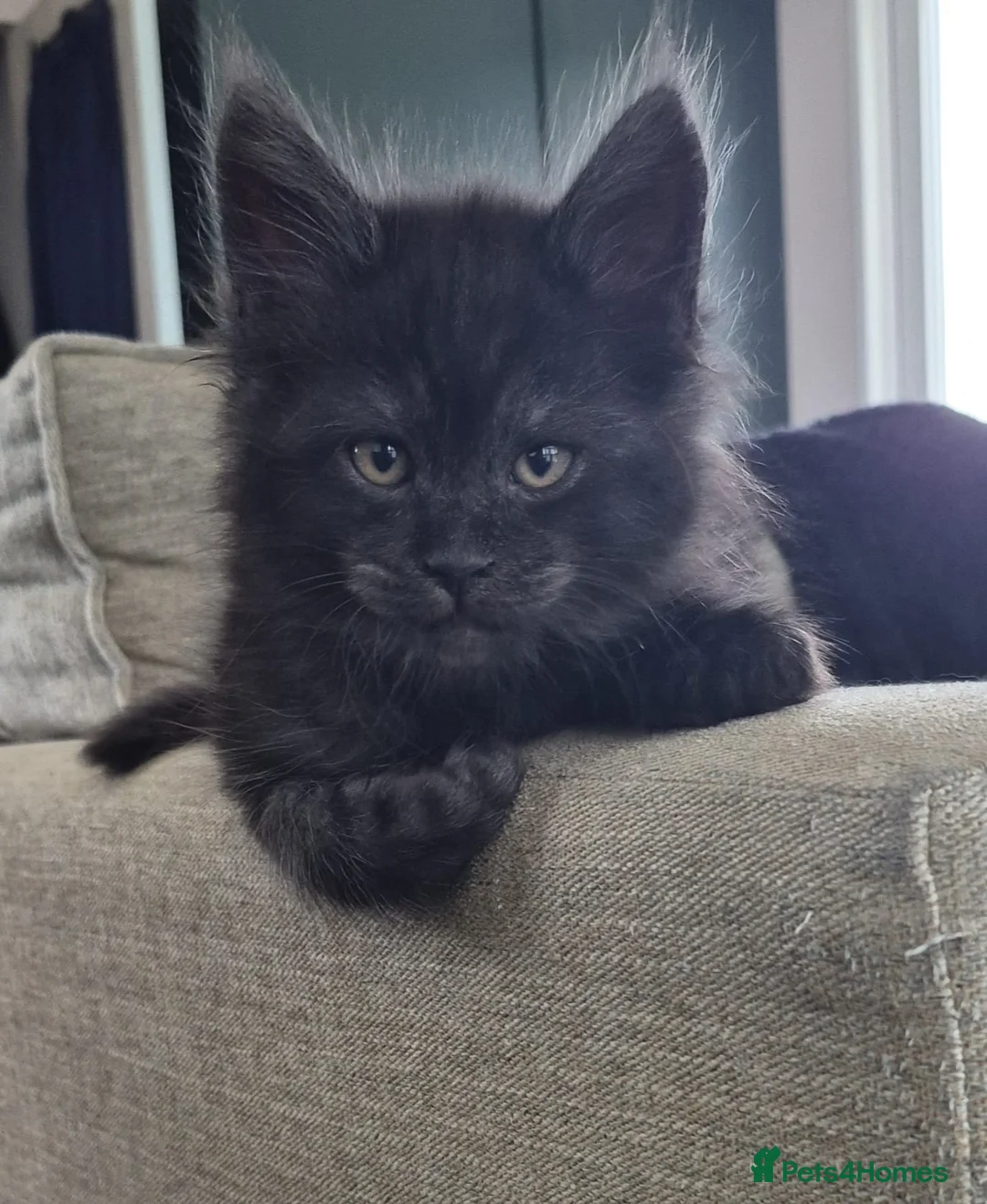 Maine Coon cats for sale: 7 Maine coon Kittens - Advert 15