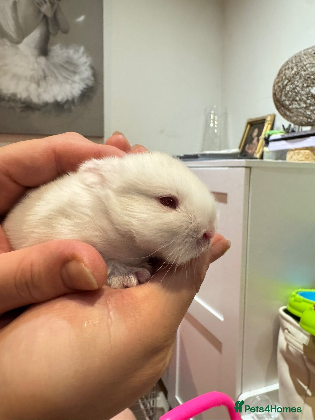 Netherland Dwarf rabbits for sale: Beautiful pure Netherland drawf baby bunnies  - Advert 6