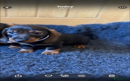 Dachshund dogs for sale: Wired haired Dachshund for rehoming  - Image 2