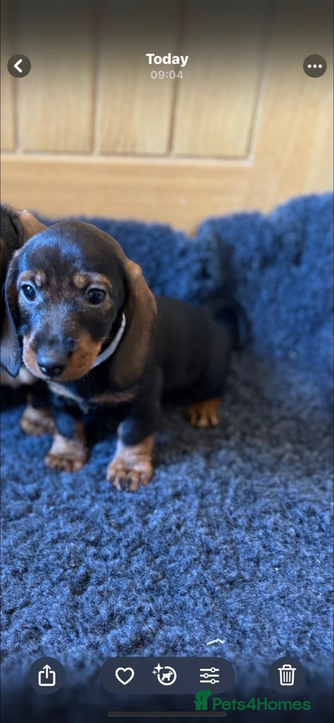 Dachshund dogs for sale: Wired haired Dachshund for rehoming  - Image 2