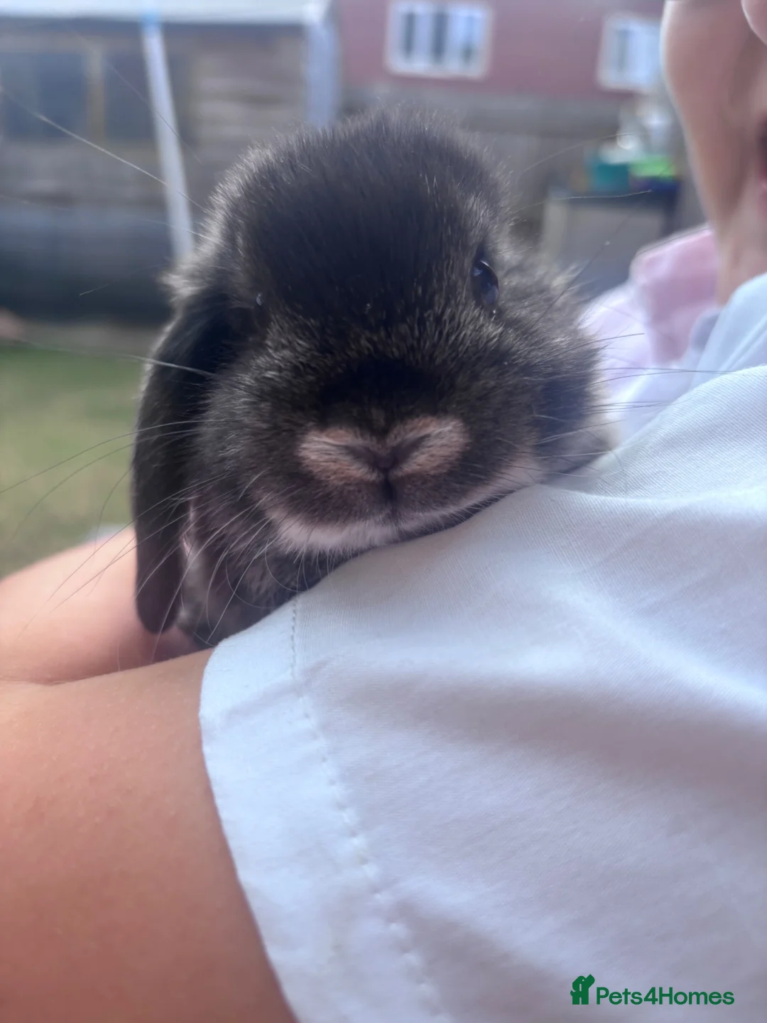 Mixed Breed rabbits for sale: Baby rabbits  - Advert 4