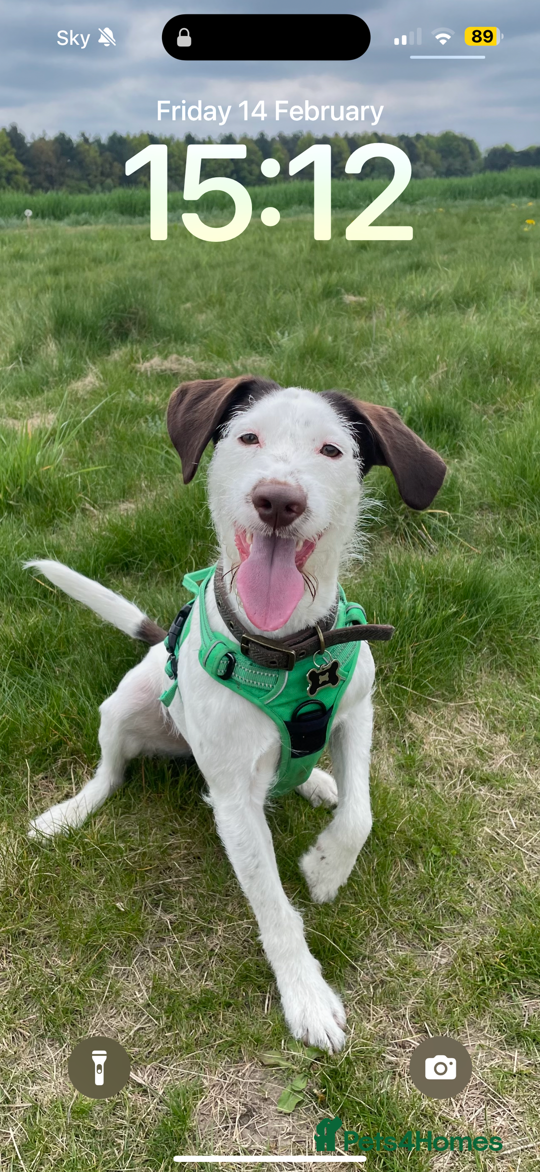 Mixed Breed dogs for sale: Beautiful boy needs a new home asap!  - Advert 6