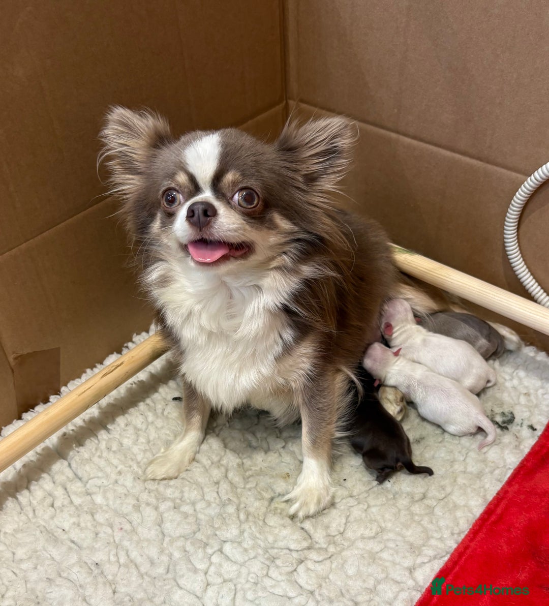 Chihuahua dogs for sale: QUALITY LONG COAT KC CHIHUAHUA PUPPIES  - Advert 36