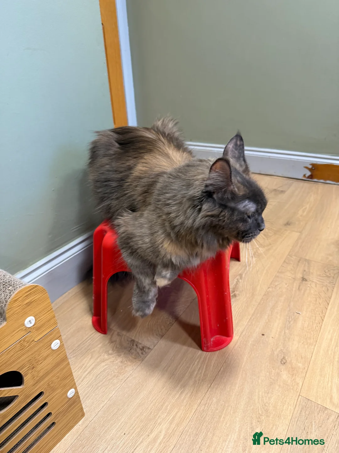 Maine Coon cats for sale: Maine coon - Advert 2