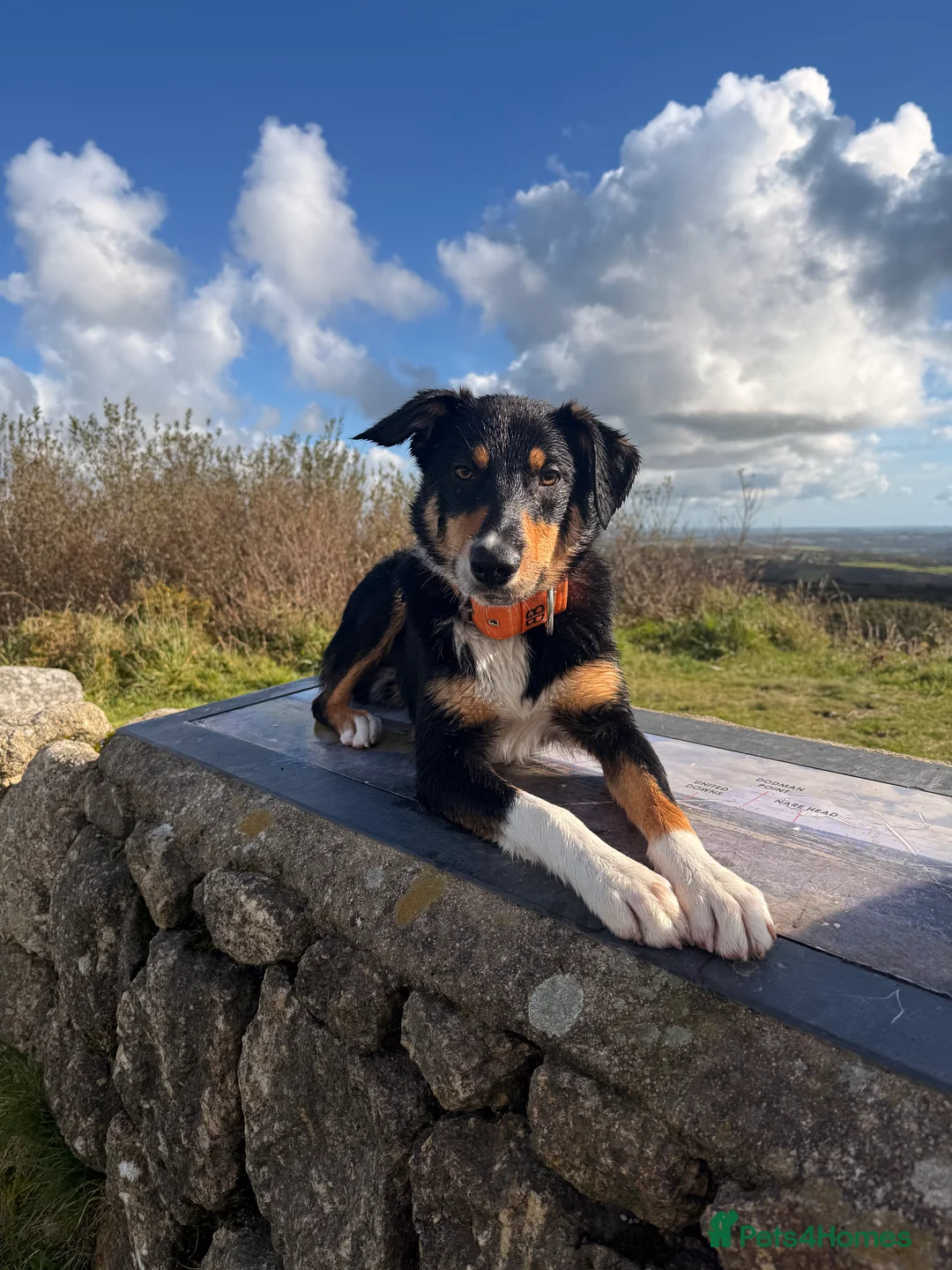 Mixed Breed dogs for sale: Draco 1 year old border collie (13month old) in Preston - Advert 5
