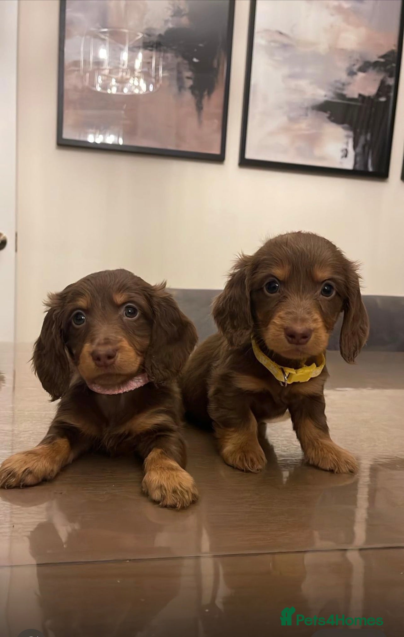 Dachshund dogs Stunning Standard long haired Dachhound  - Advert 7