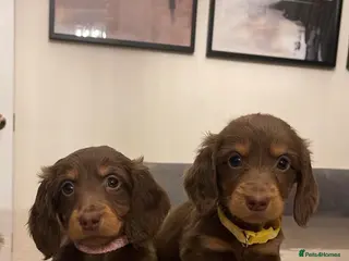 Dachshund dogs Stunning Standard long haired Dachhound - Advert 7