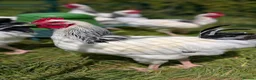 Chickens poultry for sale: Light Sussex Cockerels  in Heathfield - Advert 2