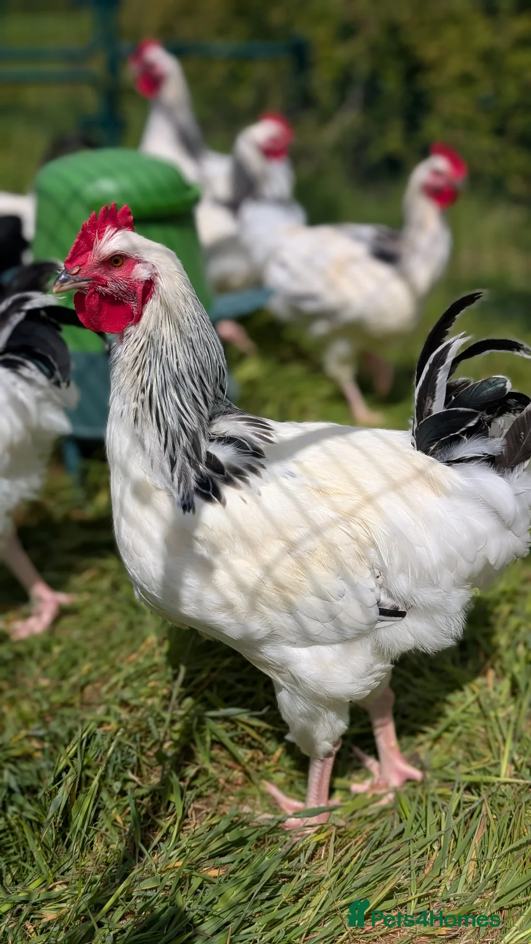 Chickens poultry for sale: Light Sussex Cockerels  in Heathfield - Advert 2