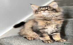 Maine Coon cats for sale: Perfect Maine Coons - Image 5