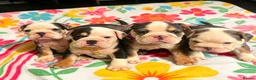 English Bulldog dogs for sale: 4 stunning tri merle english bulldogs - Advert 12