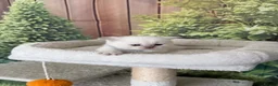 British Shorthair cats for sale: stunning british shorthair  - Advert 35