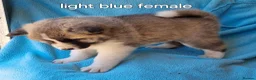 Akita dogs for sale: Akita pups in Middlesbrough - Advert 10