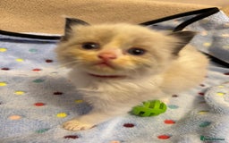 Ragdoll cats for sale: Our little snow babies ragdoll kittens  - Image 12