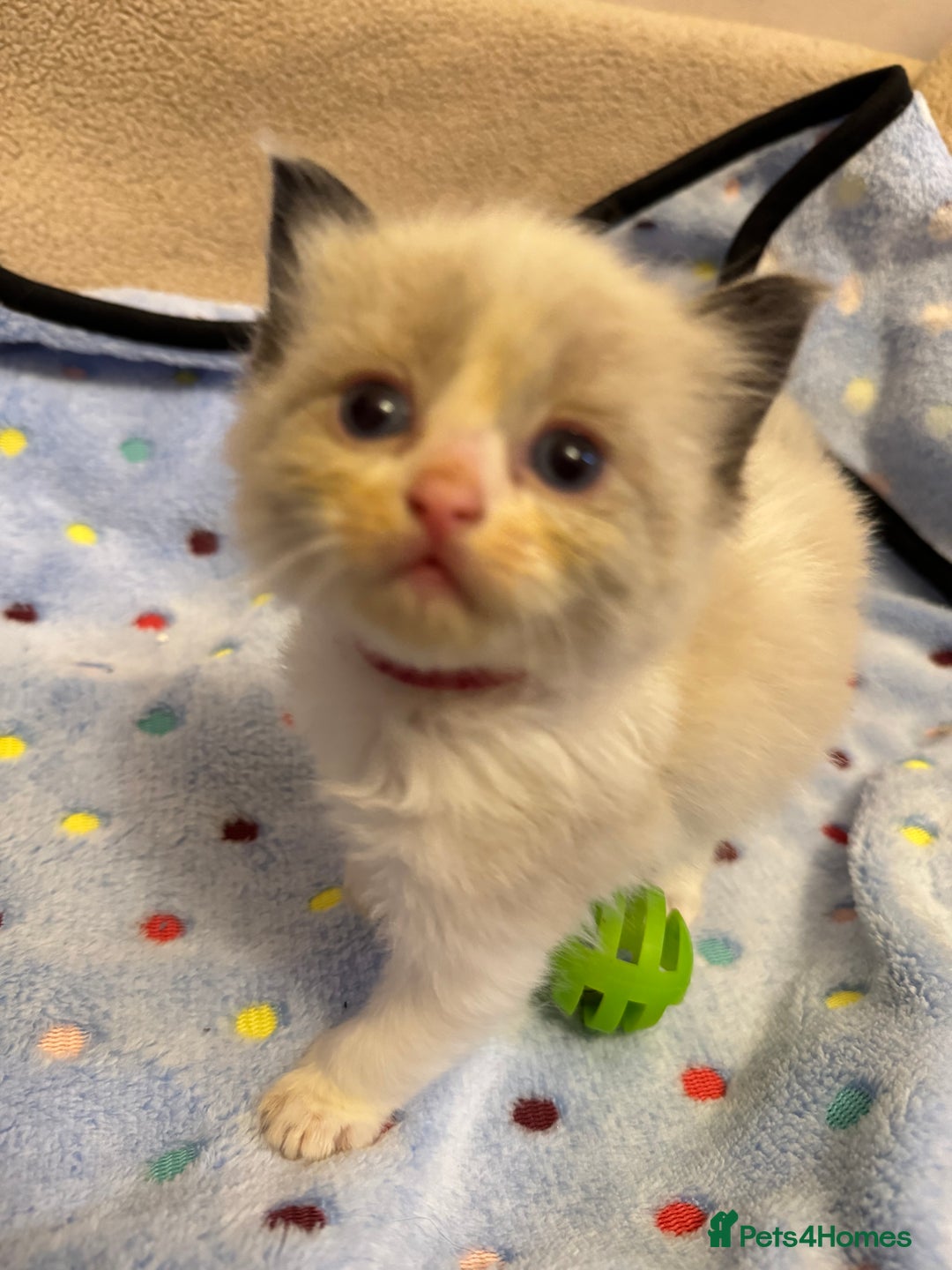Ragdoll cats for sale: Our little snow babies ragdoll kittens  - Image 12