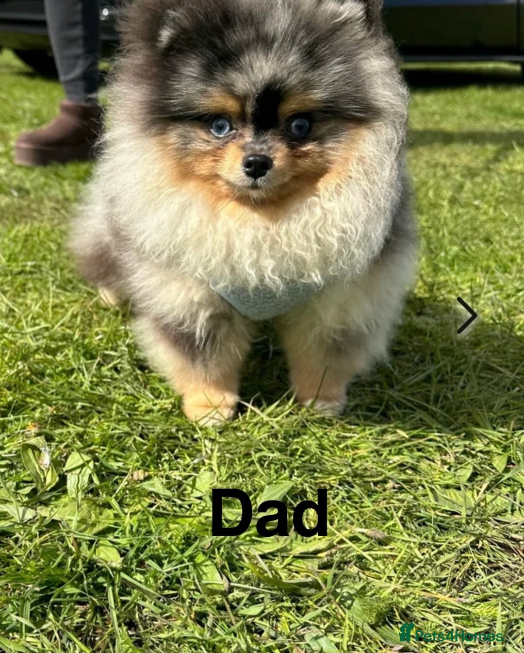 Pomeranian dogs for sale: Miniature teddy Poms  - Image 5