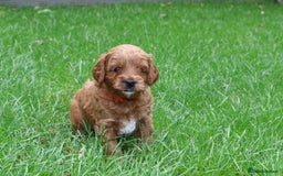 Cavapoo dogs for sale: Cavapoo  - Image 19