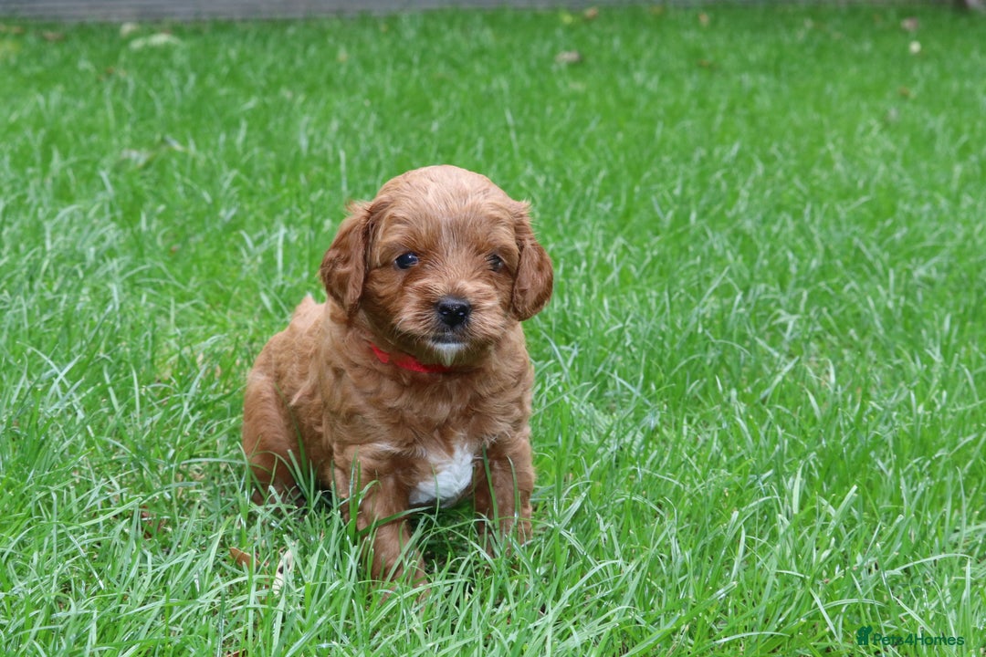 Cavapoo dogs for sale: Cavapoo  - Image 19
