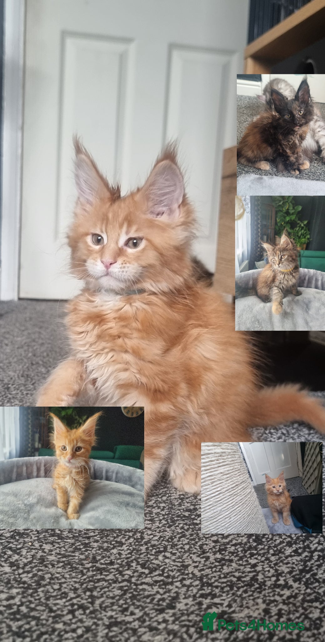 Maine Coon cats TICA REG. MAINE COON KITTENS  - Advert 1