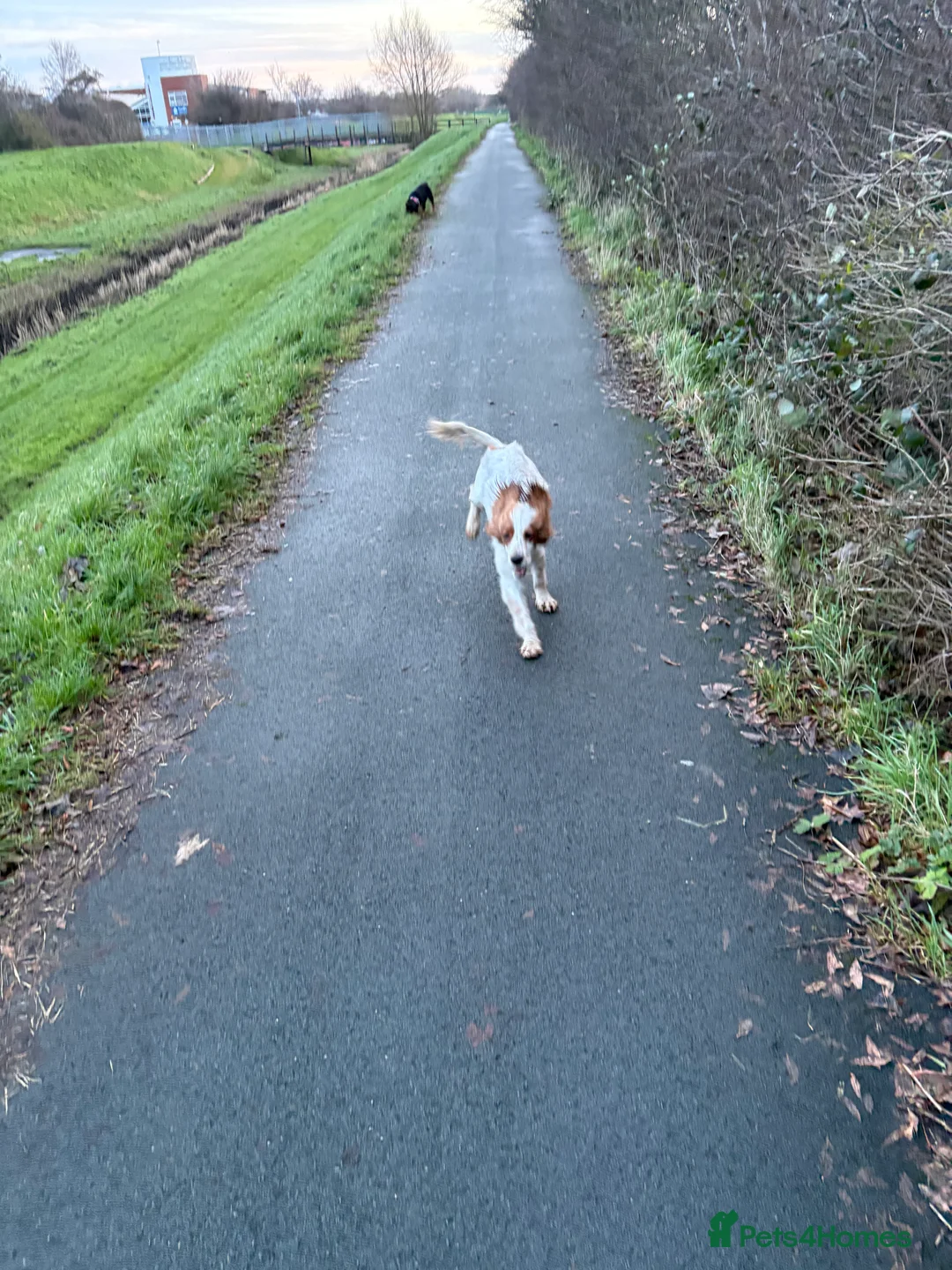 Sprocker dogs for sale: 1 year old male sprocker spaniel - Advert 2